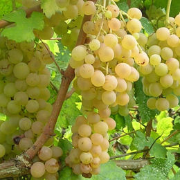 vigne blanche gout fraise